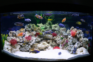 aquarium-300x200.jpg