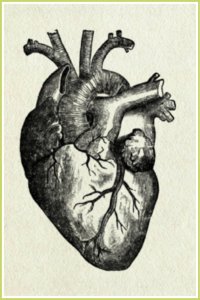Uczymy się o chorobach: choroba niedokrwienna serca